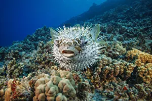 Spotted porcupinefish (Diodon hystrix) swimming over a reef, Hawaii, Pacific Ocean Spotted porcupinefish (Diodon hystrix) swimming over a reef, Hawaii, Pacific Ocean