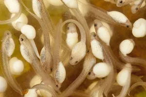 Spotted reed frog (Hyperolius pucticulatus) tadpoles, captive, endemic to Tanzania Spotted reed frog (Hyperolius pucticulatus) tadpoles, captive, endemic to Tanzania