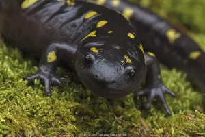 Spotted salamander (Ambystoma maculatum) New York, USA Spotted salamander (Ambystoma maculatum) New York, USA