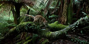 2019 october highlights/spotted tailed quoll dasyurus maculatus 2019 october highlights/spotted tailed quoll dasyurus maculatus