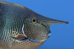 Spotted unicornfish (Naso brevirostris) Green Island, a small volcanic island in the Spotted unicornfish (Naso brevirostris) Green Island, a small volcanic island in the