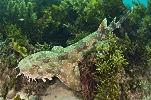 Spotted Wobbegong Shark (Orectolobus maculatus) lying in seaweed. Manly, Sydney, New South Wales Spotted Wobbegong Shark (Orectolobus maculatus) lying in seaweed. Manly, Sydney, New South Wales