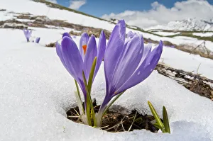Spring Crocus (Crocus vernus) in flower in snow, Campo Imperatore, Gran Sasso, Appennines Spring Crocus (Crocus vernus) in flower in snow, Campo Imperatore, Gran Sasso, Appennines