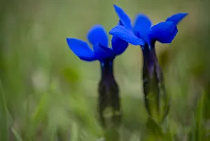 Spring gentian (Gentiana verna) flowers, Durmitor NP, Montenegro, May 2008 Spring gentian (Gentiana verna) flowers, Durmitor NP, Montenegro, May 2008