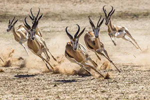 Springbok (Antidorcas marsupialis) herd fleeing predator, Kgalagadi Transfrontier Park Springbok (Antidorcas marsupialis) herd fleeing predator, Kgalagadi Transfrontier Park