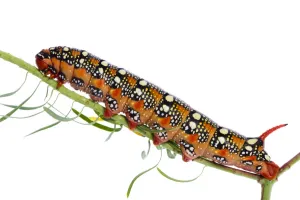 Spurge hawkmoth (Hyles euphorbiae) caterpillar on plant stem, Fliess, Naturpark Kaunergrat Spurge hawkmoth (Hyles euphorbiae) caterpillar on plant stem, Fliess, Naturpark Kaunergrat