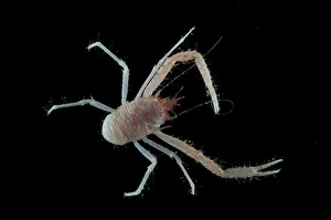 Squat lobster (Galathea sp.) from coral sea mount Squat lobster (Galathea sp.) from coral sea mount