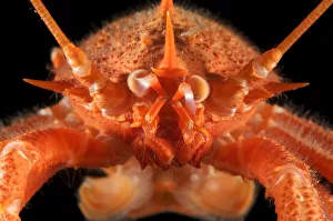 Squat lobster (Munidopsis sp) from the mid-Atlantic ridge, deep sea Atlantic ocean Squat lobster (Munidopsis sp) from the mid-Atlantic ridge, deep sea Atlantic ocean