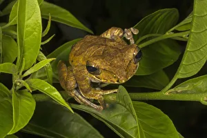 Sri Lanka whipping frog / Hour-glass tree-frog (Polypedates cruciger), Deniyaya, Sri Lanka Sri Lanka whipping frog / Hour-glass tree-frog (Polypedates cruciger), Deniyaya, Sri Lanka