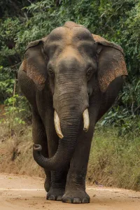 Sri Lankan elephant (Elephas maximus maximus) walking, Yala National Park, Southern Province Sri Lankan elephant (Elephas maximus maximus) walking, Yala National Park, Southern Province