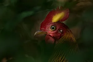 Sri Lankan Junglefowl (Gallus lafayettii) Yala National Park, Southern Province Sri Lankan Junglefowl (Gallus lafayettii) Yala National Park, Southern Province