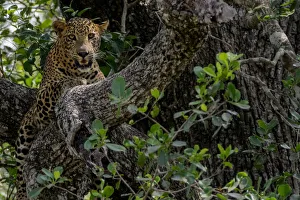 Sri Lankan leopard (Panthera pardus kotiya) Yala National Park, Southern Province Sri Lankan leopard (Panthera pardus kotiya) Yala National Park, Southern Province