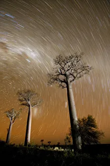 Star trails above Baobab trees (Adansonia za) at night, Zombitse National Park, Madagascar Star trails above Baobab trees (Adansonia za) at night, Zombitse National Park, Madagascar