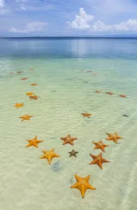 Starfish Beach, with many starfish in the shallow sea (Asteroidea) Colon Island Starfish Beach, with many starfish in the shallow sea (Asteroidea) Colon Island