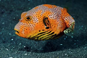 Starr Puffer (Arothron stellatus), juvenile swimming. Lembeh Strait Starr Puffer (Arothron stellatus), juvenile swimming. Lembeh Strait