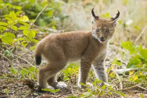 Startled Eurasian lynx (Lynx lynx) kitten, aged eight weeks Startled Eurasian lynx (Lynx lynx) kitten, aged eight weeks