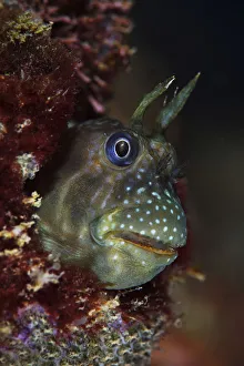 Wild wonders china/stellar rockskipper entomacrodus stellifer Wild wonders china/stellar rockskipper entomacrodus stellifer