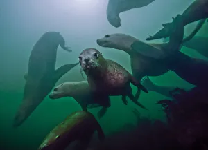 Steller sea lions (Eumetopias jubatus) playing underwater, Inian Island, Alaska, USA Steller sea lions (Eumetopias jubatus) playing underwater, Inian Island, Alaska, USA