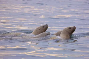Steller sea lions (Eumetopias jubatus) swimming in the Bering Sea near Verkhoturova Steller sea lions (Eumetopias jubatus) swimming in the Bering Sea near Verkhoturova