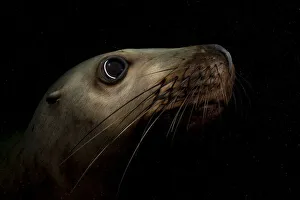 Steller sealion (Eumetopias jubata) underwater portrait, Vancouver Island, Canada, Pacific Ocean Steller sealion (Eumetopias jubata) underwater portrait, Vancouver Island, Canada, Pacific Ocean