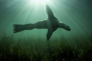 Steller sealion (Eumetopias jubatus) swimming over seabed, Vancouver Island, British Columbia, Canada, Pacific Ocean Steller sealion (Eumetopias jubatus) swimming over seabed, Vancouver Island, British Columbia, Canada, Pacific Ocean