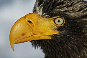 Stellers Eagle (Haliaeteus pelagicus) close up of head and beak, Hokkaido, Japan Stellers Eagle (Haliaeteus pelagicus) close up of head and beak, Hokkaido, Japan