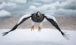 Stellers Eagle (Haliaeteus pelagicus) in flight over snow, Hokkaido, Japan, February Stellers Eagle (Haliaeteus pelagicus) in flight over snow, Hokkaido, Japan, February