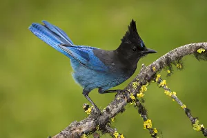 Stellers jay (Cyanocitta stelleri) perched on branch. British Columbia, Canada, June Stellers jay (Cyanocitta stelleri) perched on branch. British Columbia, Canada, June