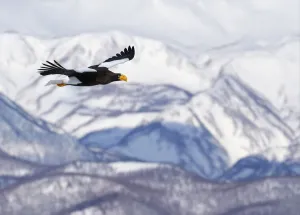 Stellers sea eagle (Haliaeetus pelagicus) in flight with mountains behind, Hokkaido Stellers sea eagle (Haliaeetus pelagicus) in flight with mountains behind, Hokkaido