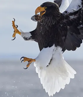 Stellers Sea Eagle (Haliaeetus pelagicus) with prey in beak in mid-air, Hokkaido Stellers Sea Eagle (Haliaeetus pelagicus) with prey in beak in mid-air, Hokkaido