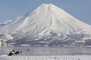 Stellers sea eagles {Haliaeetus pelagicus} gather beside Kuril Lake with Ilinsky Stellers sea eagles {Haliaeetus pelagicus} gather beside Kuril Lake with Ilinsky