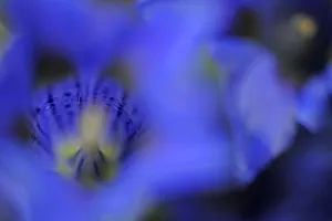 Stemless gentian (Gentiana acaulis) close-up of flower, El Ilempo, Canillo, Andorra Stemless gentian (Gentiana acaulis) close-up of flower, El Ilempo, Canillo, Andorra