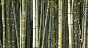 Stems of Giant bamboo (Cathariostachys) Rakusai Bamboo Park, Japan Stems of Giant bamboo (Cathariostachys) Rakusai Bamboo Park, Japan