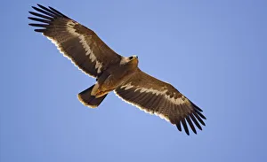 Steppe Eagle (Aquila nipalensis) in flight Sultanate of Oman Steppe Eagle (Aquila nipalensis) in flight Sultanate of Oman