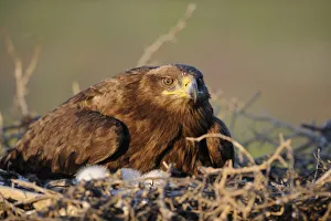 Steppe eagle (Aquila nipalensis) on nest with chicks, Cherniye Zemli (Black Earth) Nature Reserve Steppe eagle (Aquila nipalensis) on nest with chicks, Cherniye Zemli (Black Earth) Nature Reserve