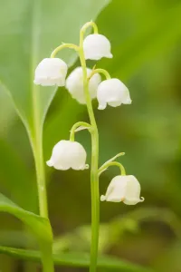 Lily of the valley print at Siccaridge Wood, Gloucestershire