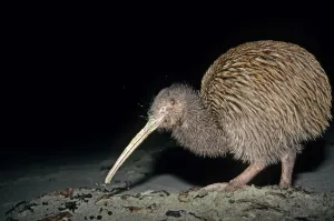 Stewart Island Brown Kiwi / Southern Tokoeka (Apteryx australis lawryi), female probing Stewart Island Brown Kiwi / Southern Tokoeka (Apteryx australis lawryi), female probing