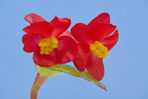Stigmas in female flowers of single Wax begonia (Begonia semperflorens group) mimic Stigmas in female flowers of single Wax begonia (Begonia semperflorens group) mimic