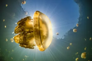 Stingless golden jellyfish (Mastigias sp.), backlit by the sun Stingless golden jellyfish (Mastigias sp.), backlit by the sun