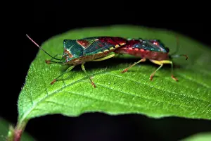 Insect Mating Behavior Prints: Stink bugs (Acanthosoma denticauda) pair mating on a leaf, Yamanashi Prefecture, Japan