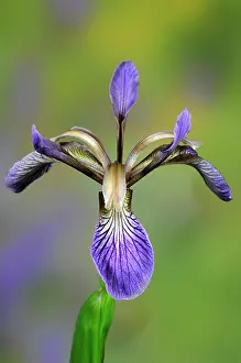 Great Britain Plant Life Prints: Stinking iris (Iris foetidissima) flower, Dorset, UK June. Studio shot