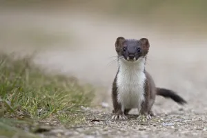 Stoat (Mustela erminea) on path, portrait, Strumpshaw Fen, Norfolk, UK. September Stoat (Mustela erminea) on path, portrait, Strumpshaw Fen, Norfolk, UK. September