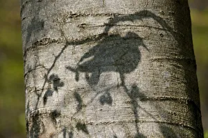 Stockdove (Columba oenas) shadow on the trunk of beech tree. Black Forest, Germany, April Stockdove (Columba oenas) shadow on the trunk of beech tree. Black Forest, Germany, April