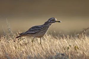 Stone curlew (Burhinus oedicnemus) Bagerova Steppe, Kerch Peninsula, Crimea, Ukraine Stone curlew (Burhinus oedicnemus) Bagerova Steppe, Kerch Peninsula, Crimea, Ukraine