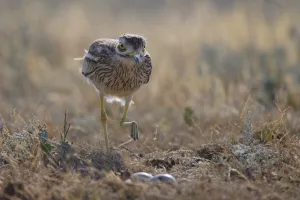 Stone curlew (Burhinus oedicnemus) by nest, Bagerova Steppe, Kerch Peninsula, Crimea Stone curlew (Burhinus oedicnemus) by nest, Bagerova Steppe, Kerch Peninsula, Crimea