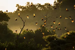 Straw-coloured fruit bats (Eidolon helvum) returning to daytime roost at sunrise Straw-coloured fruit bats (Eidolon helvum) returning to daytime roost at sunrise