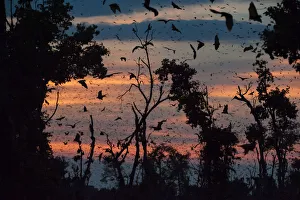 Straw-coloured fruit bats (Eidolon helvum) returning to daytime roost at dawn. Kasanka Straw-coloured fruit bats (Eidolon helvum) returning to daytime roost at dawn. Kasanka