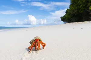 Strawberry land hermit crab (Coenobita perlatus). On white coral sand beach Strawberry land hermit crab (Coenobita perlatus). On white coral sand beach