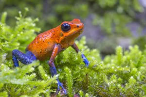 Strawberry poison dart frog (Oophaga pumilio) La Selva Field Station, Costa Rica Strawberry poison dart frog (Oophaga pumilio) La Selva Field Station, Costa Rica