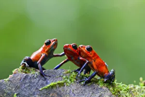 Three Strawberry poison frogs (Oophaga pumilio) on rock, Sarapiqui, Heredia, Costa Rica Three Strawberry poison frogs (Oophaga pumilio) on rock, Sarapiqui, Heredia, Costa Rica